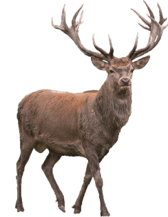 Veado