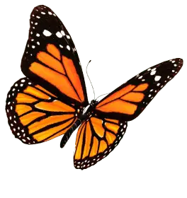 🏆Borboleta
